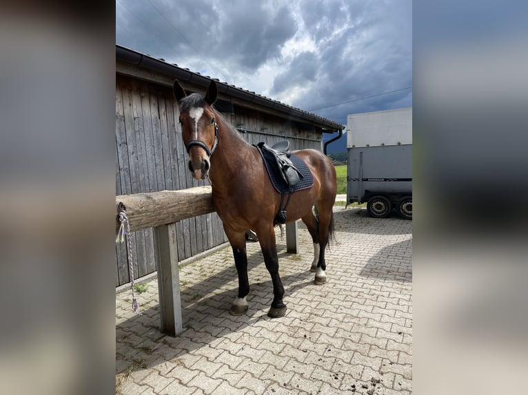 Süddeutsches Kaltblut Castrone 5 Anni 165 cm Baio in Teisendorf