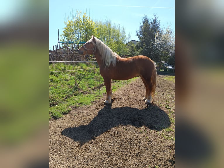 Süddeutsches Kaltblut Castrone 5 Anni 170 cm Sauro in Bad K&#xF6;tzting