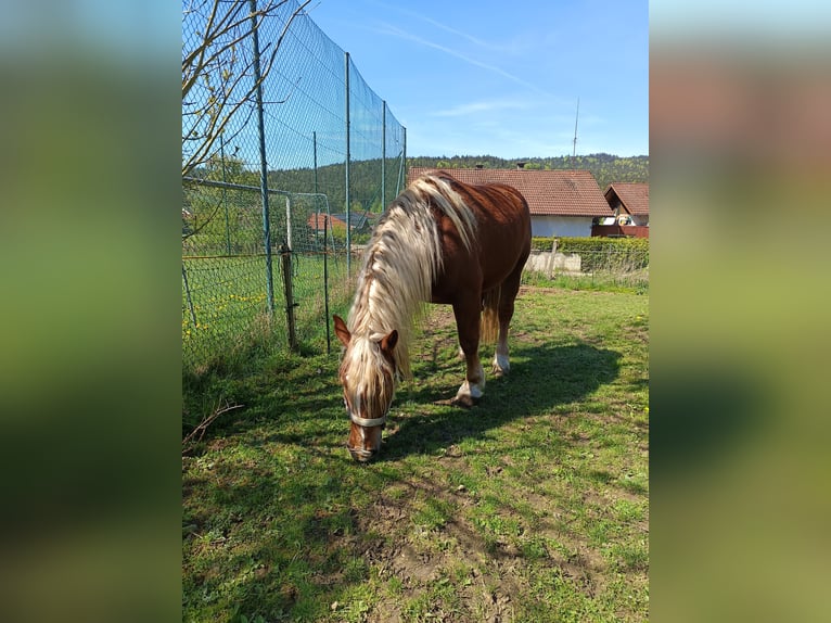 Süddeutsches Kaltblut Castrone 5 Anni 170 cm Sauro in Bad K&#xF6;tzting
