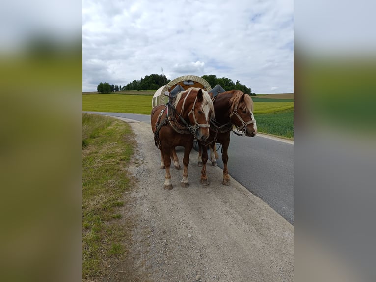 Süddeutsches Kaltblut Castrone 5 Anni 170 cm Sauro in Bad K&#xF6;tzting