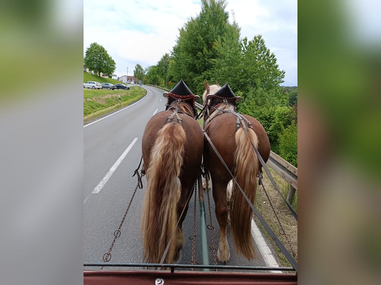 Süddeutsches Kaltblut Castrone 5 Anni 170 cm Sauro in Bad K&#xF6;tzting