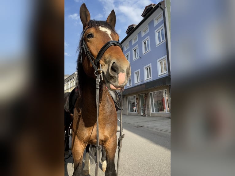 Süddeutsches Kaltblut Castrone 6 Anni 165 cm Baio in Teisendorf