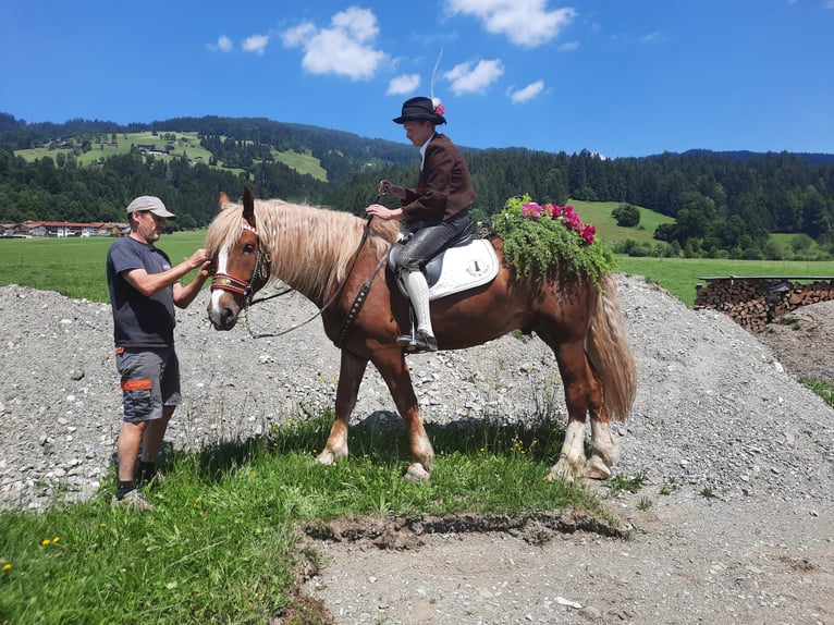 Süddeutsches Kaltblut Castrone 6 Anni 173 cm Sauro in Kirchbichl