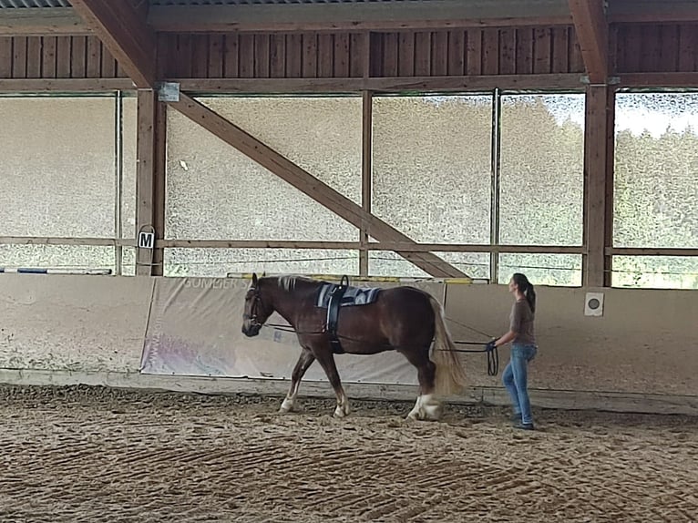 Süddeutsches Kaltblut Castrone 7 Anni 164 cm Sauro in Sulzbach-Rosenberg