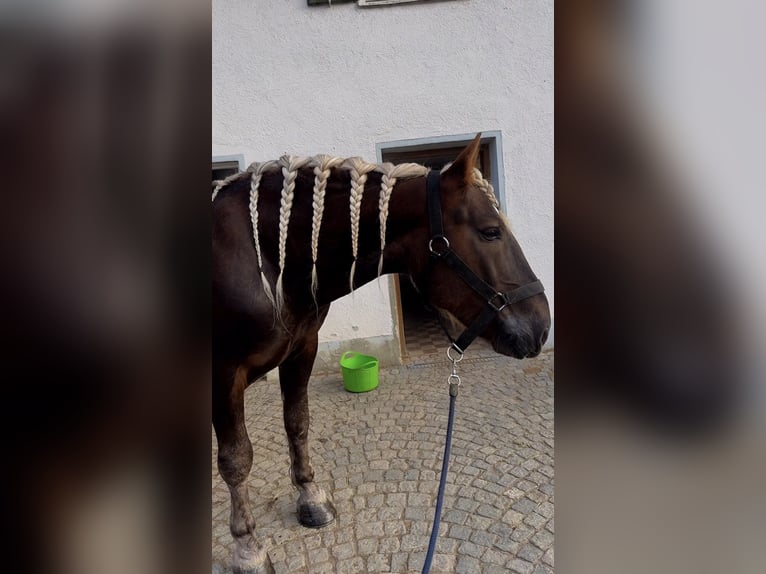 Süddeutsches Kaltblut Castrone 8 Anni 163 cm Sauro scuro in Langerringen
