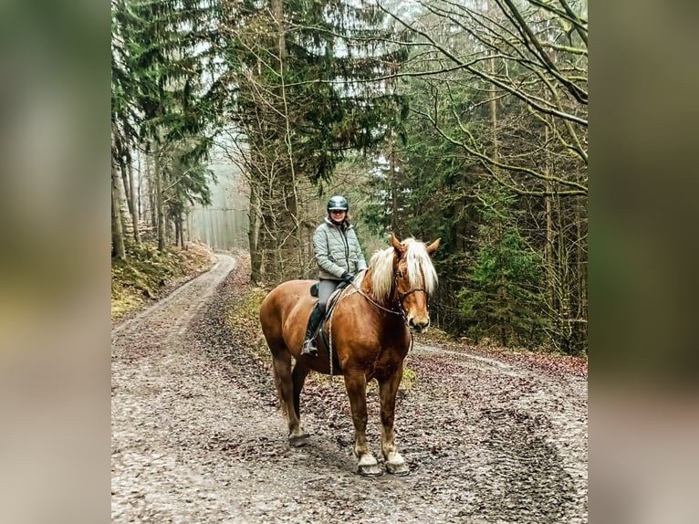 Süddeutsches Kaltblut Castrone 8 Anni 186 cm Sauro in Sinntal