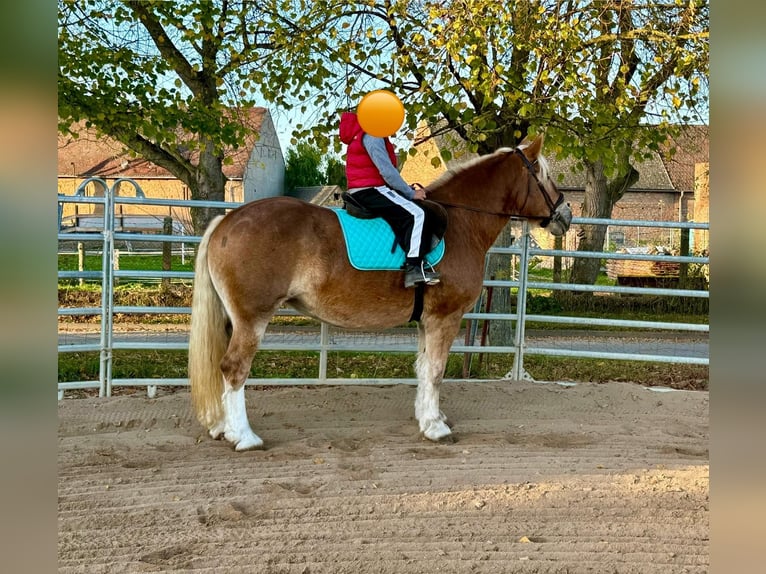 Süddeutsches Kaltblut Giumenta 11 Anni 158 cm Sauro in Gleina