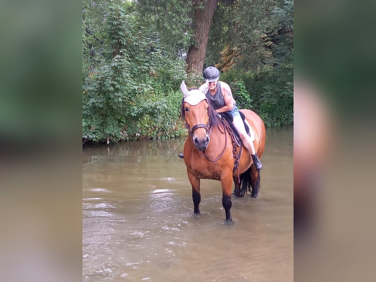 Süddeutsches Kaltblut Giumenta 13 Anni 162 cm Baio in Haigerloch