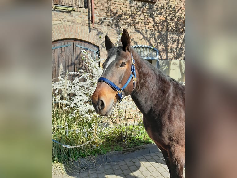 Süddeutsches Kaltblut Giumenta 15 Anni 168 cm Baio in Wiesbaden