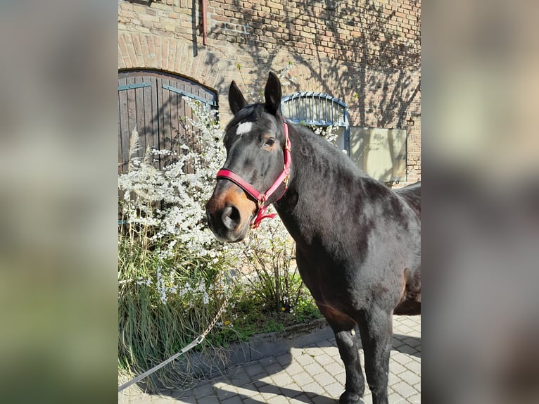 Süddeutsches Kaltblut Giumenta 15 Anni 168 cm Baio in Wiesbaden