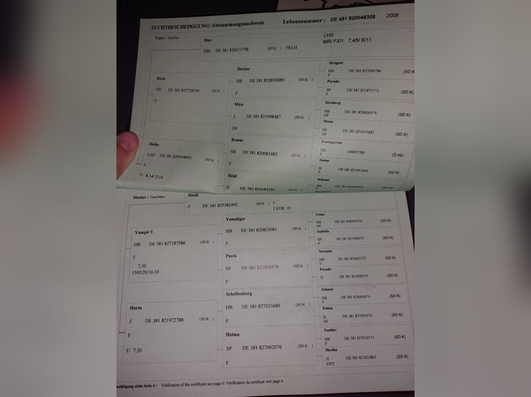 Süddeutsches Kaltblut Giumenta 16 Anni 155 cm Sauro in Kirchbichl