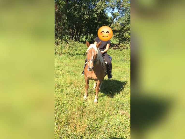 Süddeutsches Kaltblut Giumenta 16 Anni 155 cm Sauro in Kirchbichl