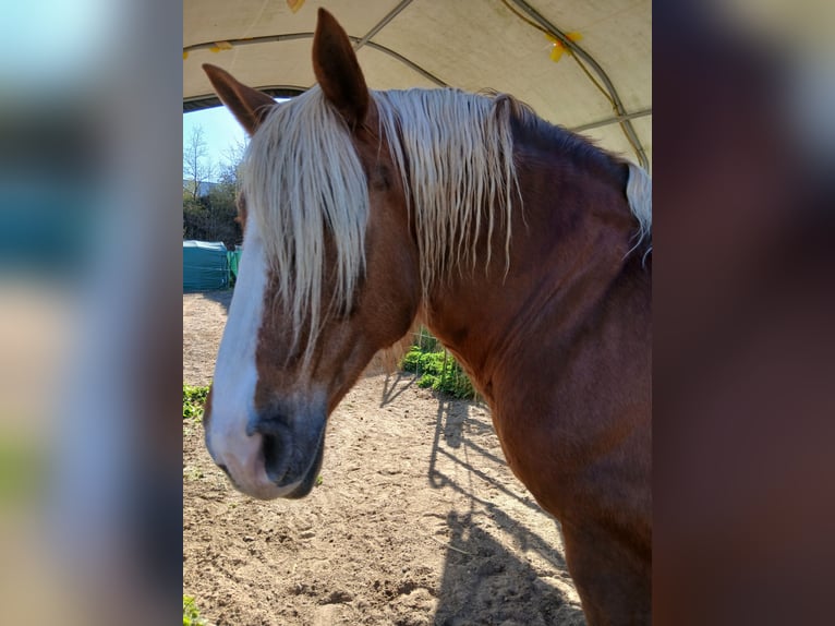 Süddeutsches Kaltblut Giumenta 16 Anni 163 cm Sauro scuro in Großpösna