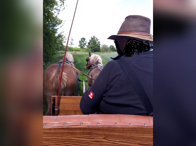 Süddeutsches Kaltblut Giumenta 16 Anni 163 cm Sauro scuro in Großpösna