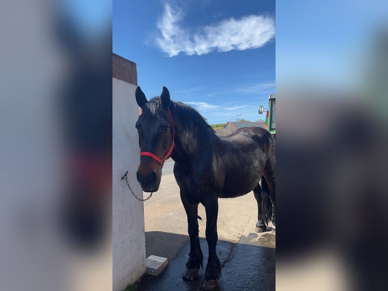 Süddeutsches Kaltblut Giumenta 20 Anni 165 cm Baio scuro in Birstein