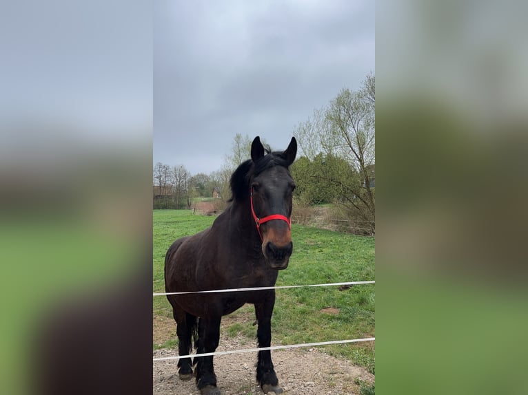 Süddeutsches Kaltblut Giumenta 20 Anni 165 cm Baio scuro in Birstein