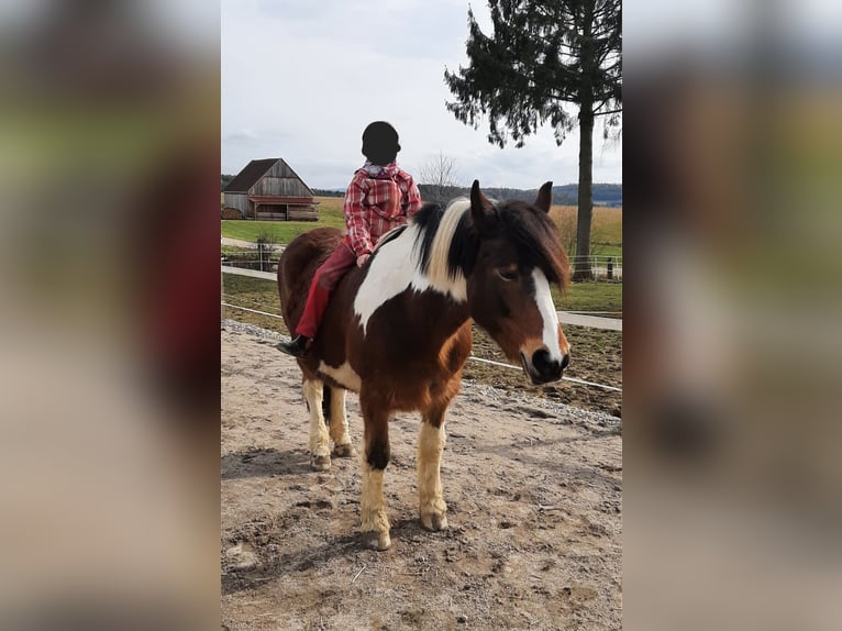 Süddeutsches Kaltblut Mix Giumenta 21 Anni 149 cm Pezzato in Schwarzhofen