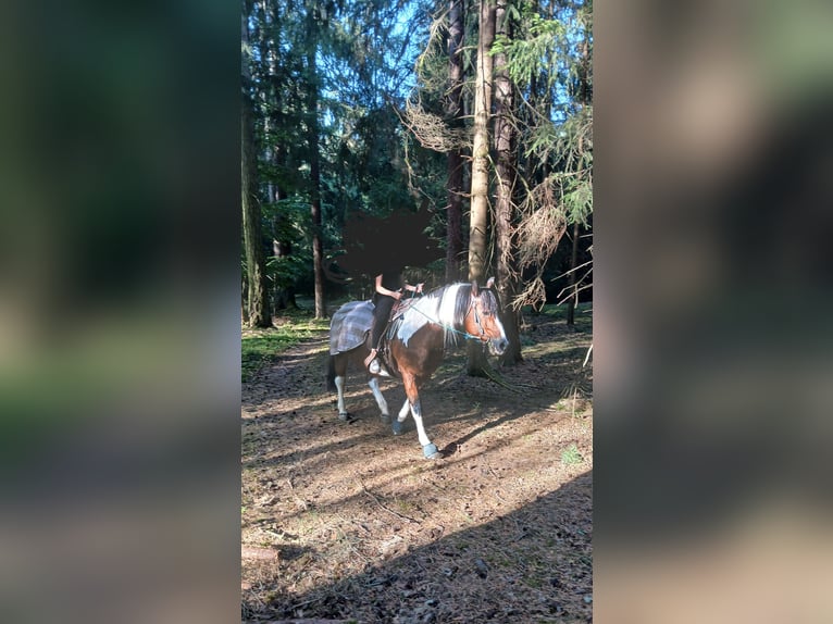 Süddeutsches Kaltblut Mix Giumenta 21 Anni 149 cm Pezzato in Schwarzhofen