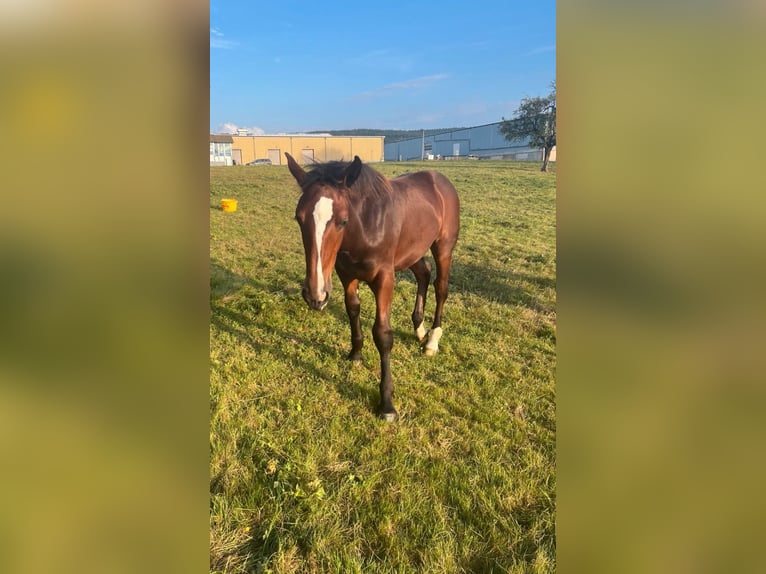 Süddeutsches Kaltblut Giumenta 2 Anni 165 cm Baio in Oberzent