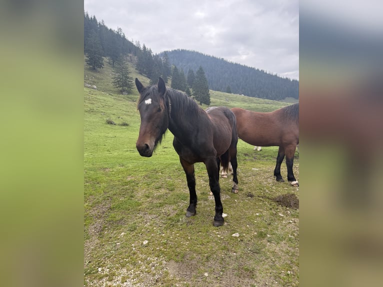 Süddeutsches Kaltblut Giumenta 2 Anni Baio nero in Brannenburg