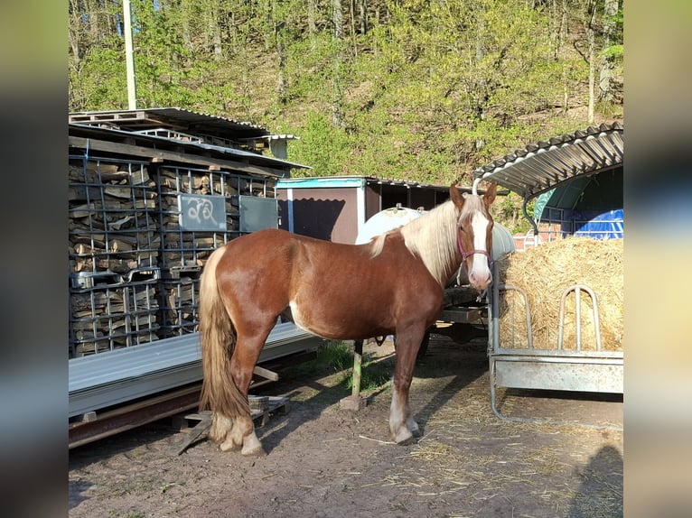 Süddeutsches Kaltblut Giumenta 3 Anni 165 cm Sauro in Gundersweiler