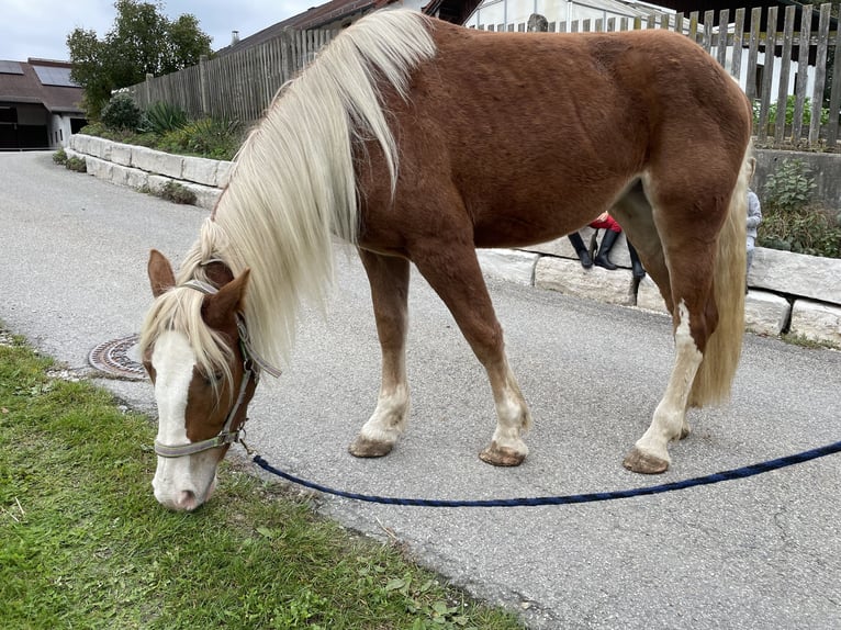 Süddeutsches Kaltblut Giumenta 3 Anni 165 cm Sauro in Sankt Wolfgang