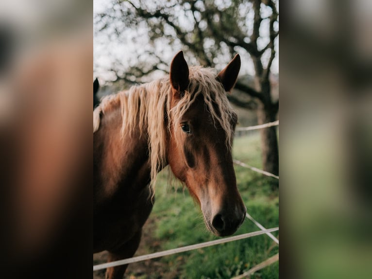 Süddeutsches Kaltblut Giumenta 4 Anni 160 cm Sauro scuro in Mömbris