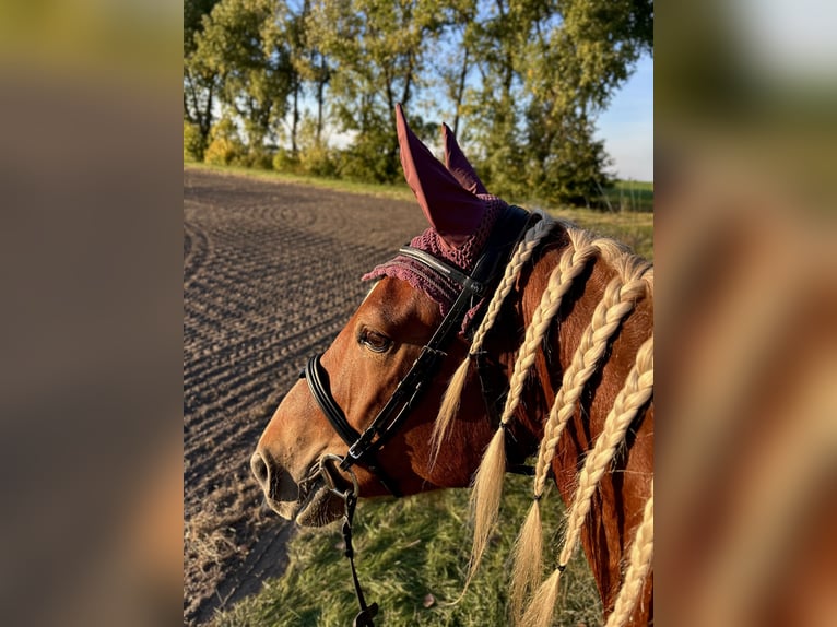 Süddeutsches Kaltblut Giumenta 4 Anni 165 cm Sauro in Köthen