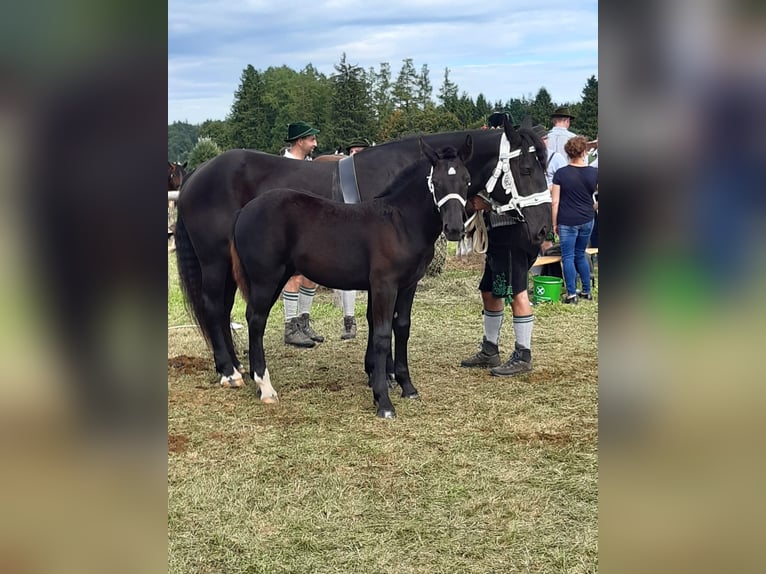 Süddeutsches Kaltblut Giumenta 5 Anni 160 cm Morello in Rottenbuch