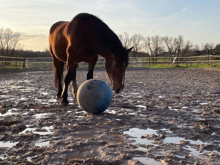 Süddeutsches Kaltblut Giumenta 6 Anni 164 cm Baio chiaro in Illingen