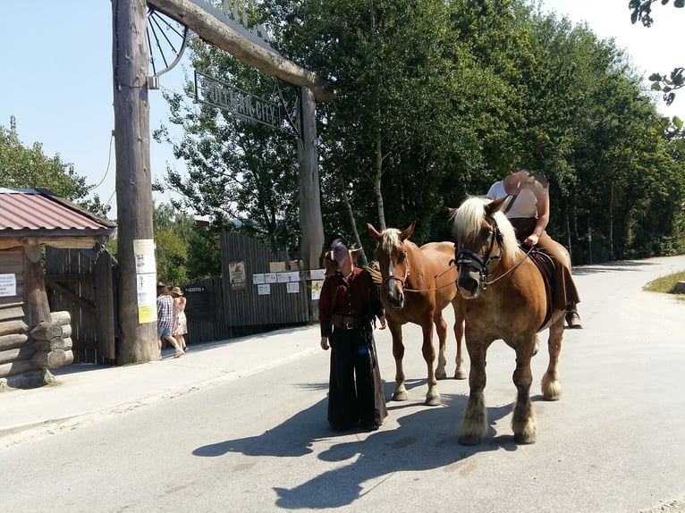 Süddeutsches Kaltblut Giumenta 6 Anni 175 cm Sauro in Au in der Hallertau