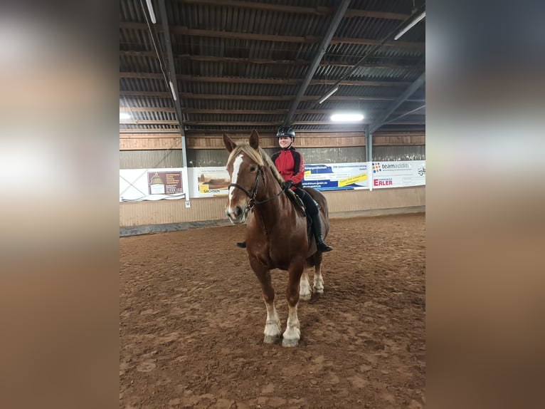 Süddeutsches Kaltblut Giumenta 9 Anni 160 cm  in Dittersdorf