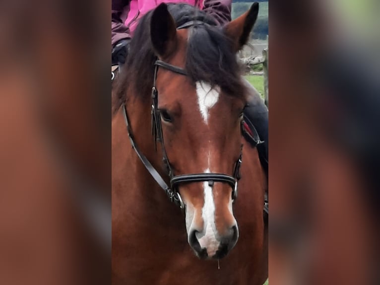 Süddeutsches Kaltblut Giumenta 9 Anni 165 cm Baio in Inning am Ammersee