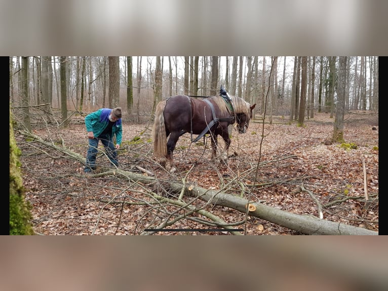 Süddeutsches Kaltblut Hengst 11 Jahre 170 cm Dunkelfuchs in Prichsenstadt