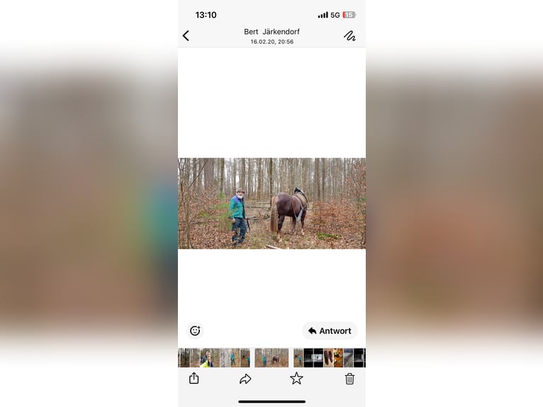 Süddeutsches Kaltblut Hengst 11 Jahre 170 cm Dunkelfuchs in Prichsenstadt