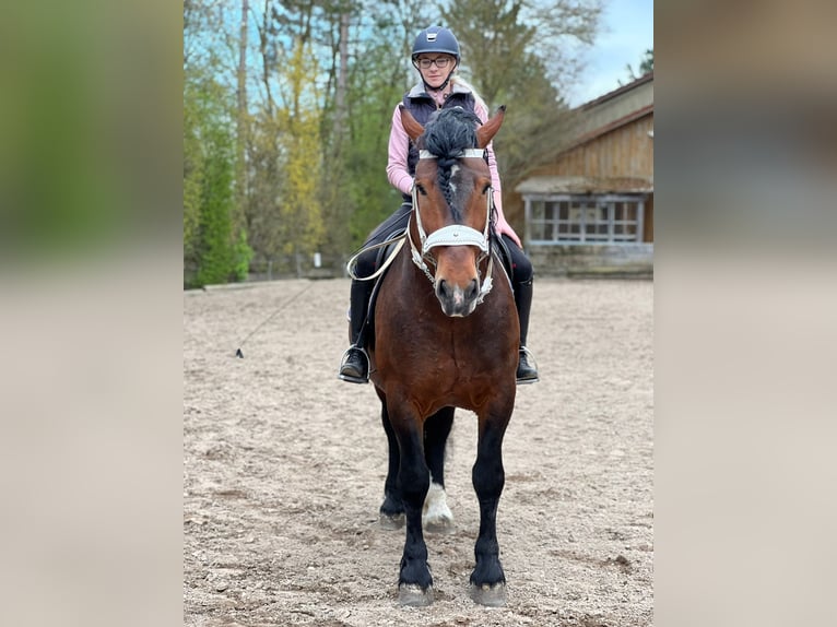 Süddeutsches Kaltblut Hengst 12 Jahre 165 cm Brauner in Dietfurt an der Altm&#xFC;hlDietfurt