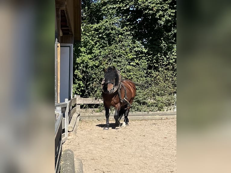 Süddeutsches Kaltblut Hengst 12 Jahre 165 cm Brauner in Dietfurt an der Altm&#xFC;hlDietfurt