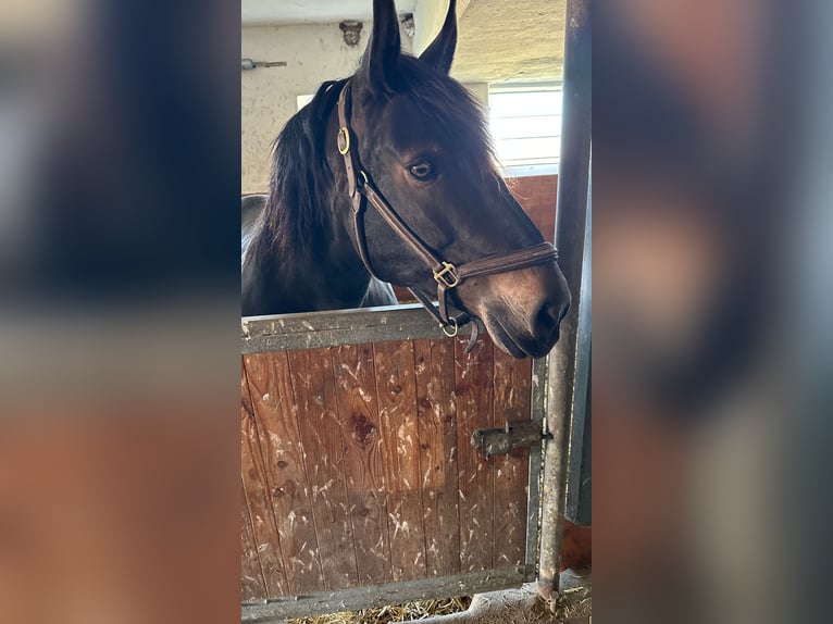 Süddeutsches Kaltblut Hengst 12 Jahre 165 cm Rappe in Jettingen-Scheppach Süddeutsches Kaltblut Hengst 12 Jahre 165 cm Rappe in Jettingen-Scheppach
