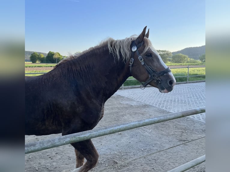 Süddeutsches Kaltblut Hengst 18 Jahre 165 cm Dunkelfuchs in Nabburg