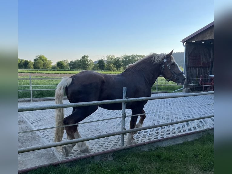 Süddeutsches Kaltblut Hengst 18 Jahre 165 cm Dunkelfuchs in Nabburg