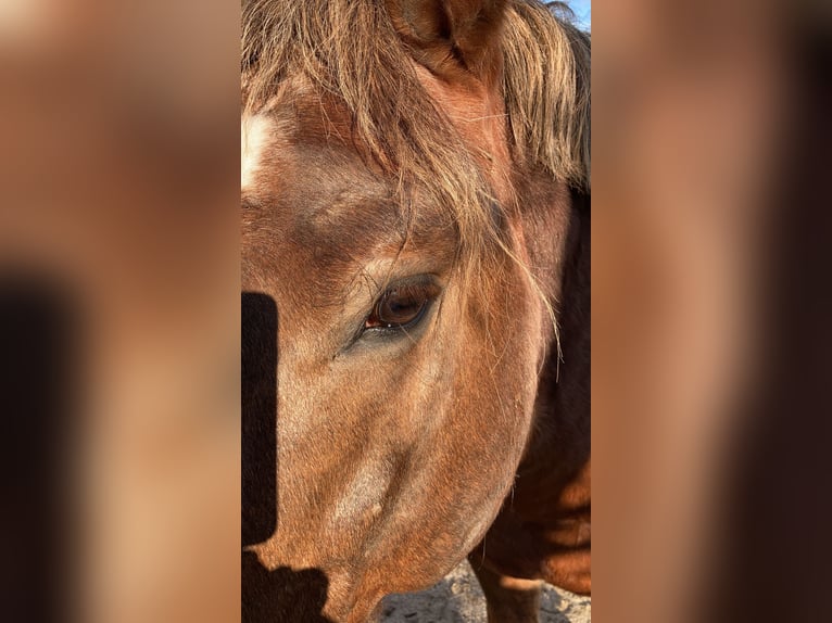 Süddeutsches Kaltblut Hengst 18 Jahre in Amerang