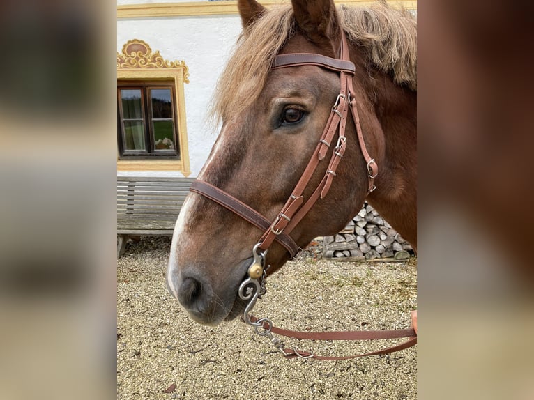 Süddeutsches Kaltblut Hengst 18 Jahre in Amerang