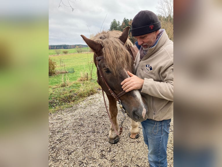 Süddeutsches Kaltblut Hengst 18 Jahre in Amerang