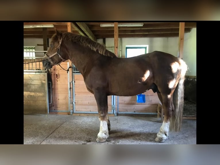 Süddeutsches Kaltblut Hengst 18 Jahre in Amerang