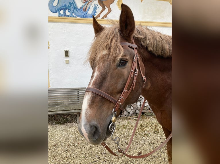 Süddeutsches Kaltblut Hengst 18 Jahre in Amerang