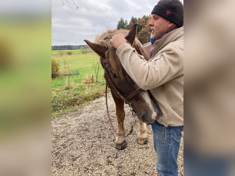 Süddeutsches Kaltblut Hengst 19 Jahre in Amerang
