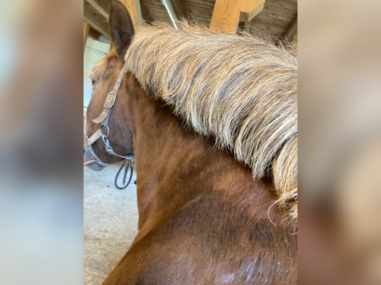 Süddeutsches Kaltblut Hengst 19 Jahre in Amerang