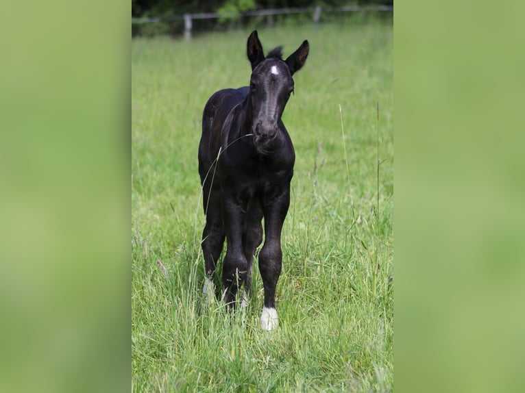 Süddeutsches Kaltblut Hengst 1 Jahr 166 cm Rappe in Hünfeld
