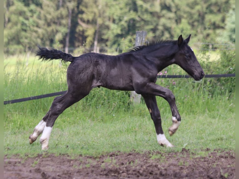 Süddeutsches Kaltblut Hengst 1 Jahr 166 cm Rappe in Hünfeld