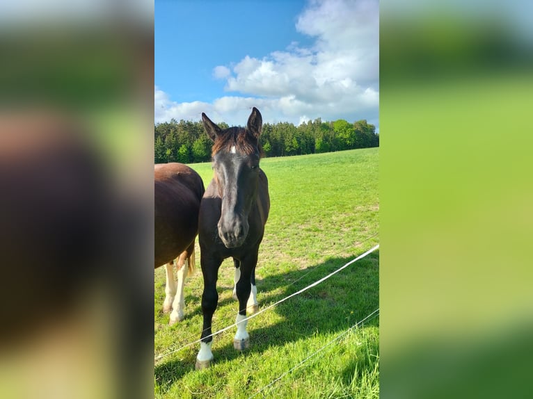 Süddeutsches Kaltblut Hengst 1 Jahr 166 cm Rappe in Hünfeld